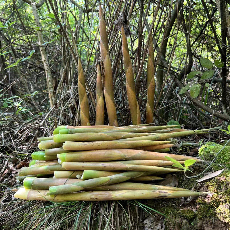 山竹笋大额优惠券
