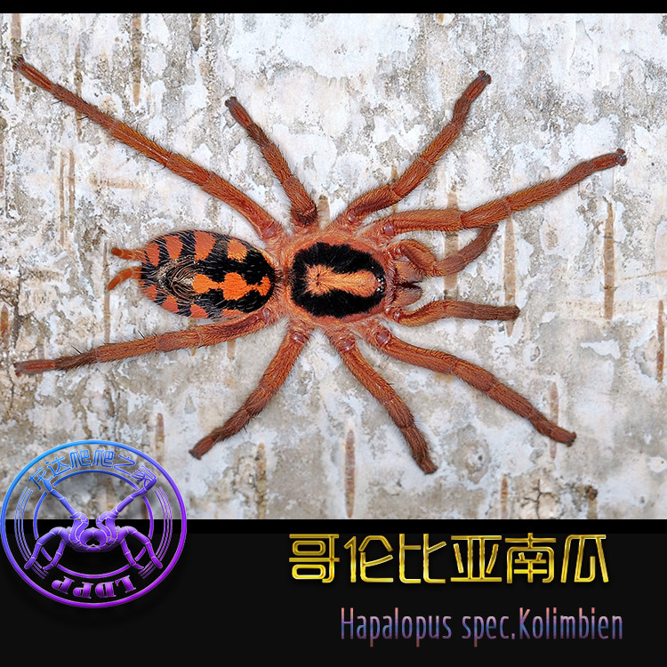哥伦比亚南瓜蜘蛛宠物新手另有智利火红玫瑰巴西黑丝绒非洲橙巴布
