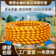 亿洋8.5 三股合编高压打药管耐磨防晒柱塞泵管防爆喷雾管防冻橙色