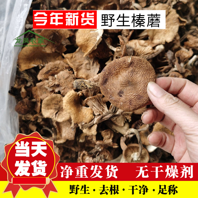 榛蘑野生榛蘑菇承德东北特产榛蘑自然