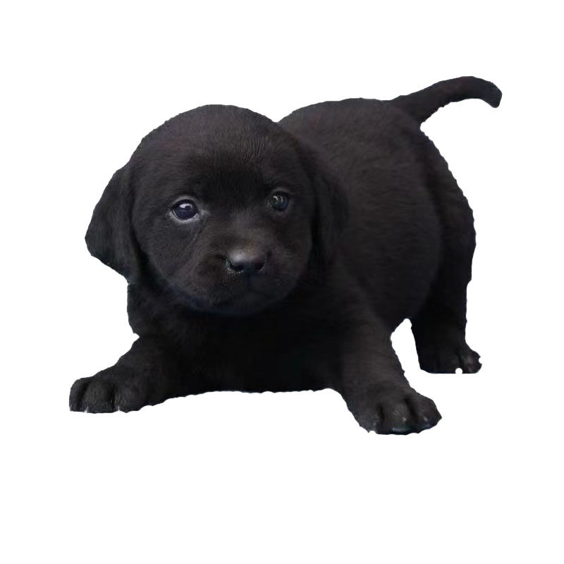 小黑狗短毛纯黑家养中小型犬看家护院听话好养不挑食田园犬土狗串