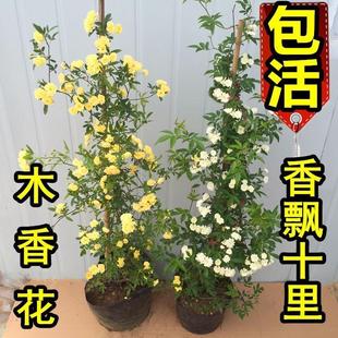 甜蜜红木香黄木香花苗浓香甜密庭院四季攀爬植物开花很香的盆栽花