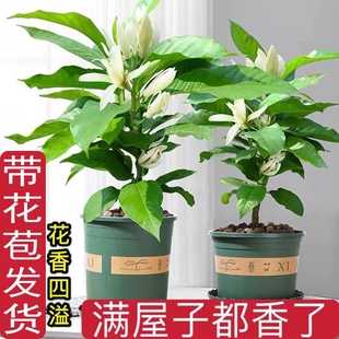 白兰花盆栽玉兰花树苗带花苞黄角兰室内庭院浓香花卉四季开花植物