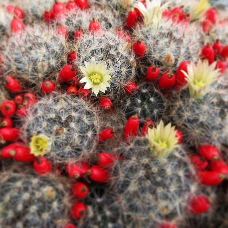 尚野园艺多肉植物实生松霞群生一物一拍乳突球属仙人球仙人掌