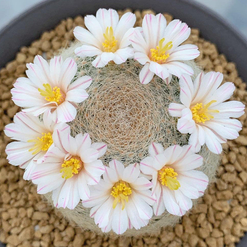 省1元 会开花仙人球绯花玉多肉植物仙人掌盆栽绿植桌面防辐射花卉 7.