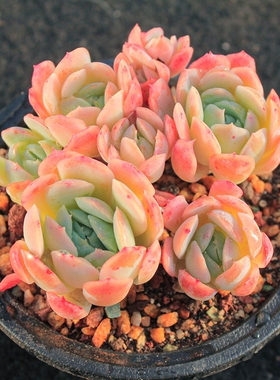 多肉植物双子胭脂贝瑞多头群生手捧耐寒粉色一物一拍阳台花卉盆栽