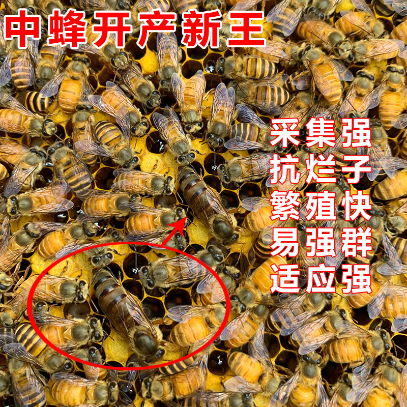 黑色双色繁殖高产黑蜂仓王交尾活体蜜蜂中蜂蜂王活物纯种蜂群蜂种|msdalam kategori haiwan peliharaan/makanan haiwan dan bekalan, haiwan kesayangan yang lain, haiwan kesayangan yang lain - dari Buy2taobao.com untuk memberikan perkhidmatan ejen Taobao profesional membeli
