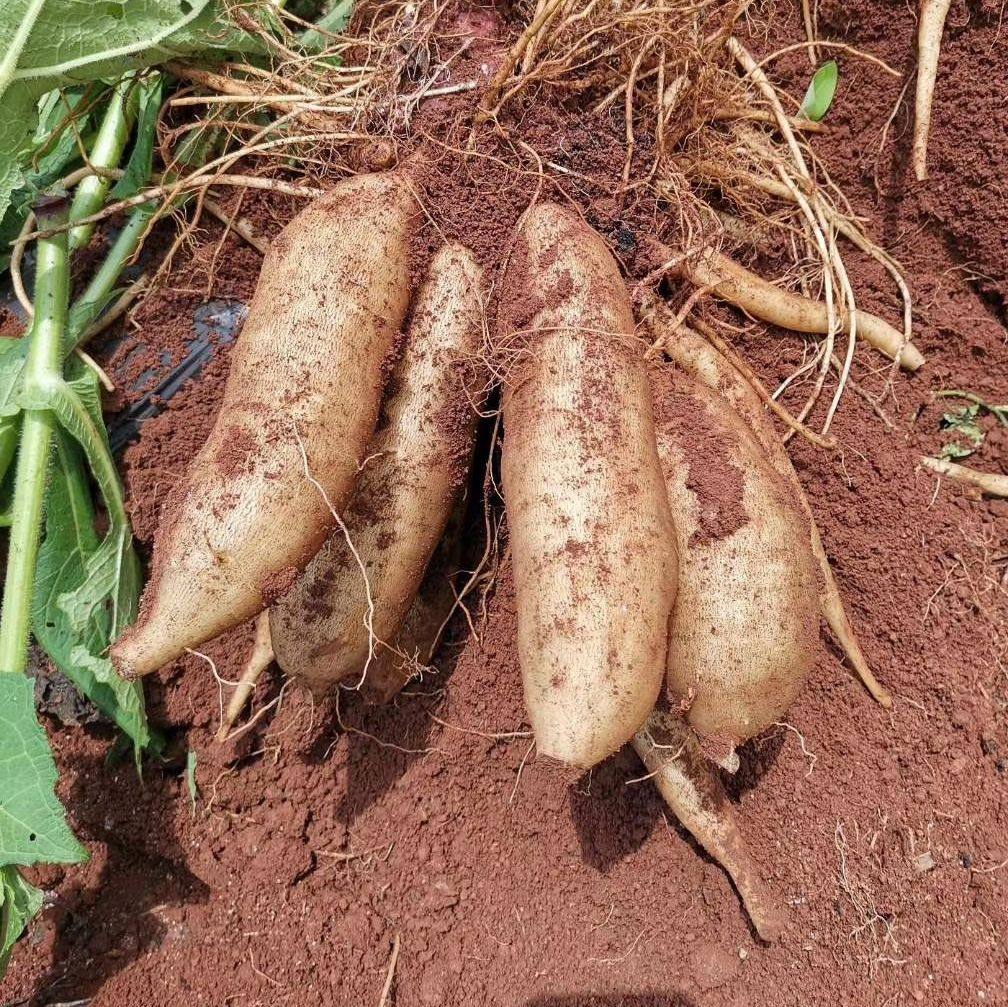 云南天山雪莲果黄心甜脆多汁当季新鲜现挖低糖防冻整箱包邮