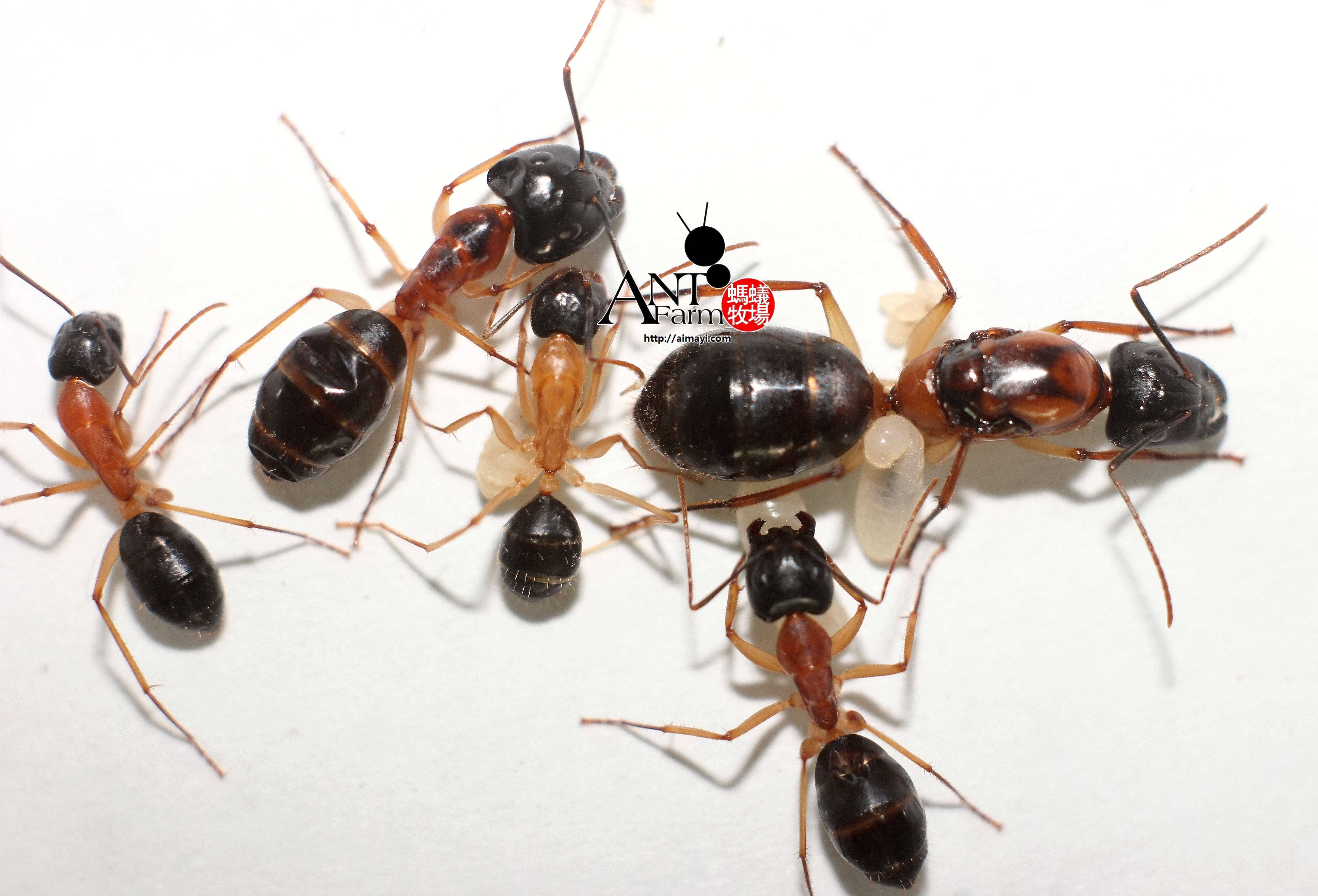 橙布弓背蚁camponotus c