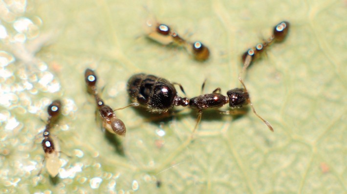 中华小家蚁monomoriumchinense宠物蚂蚁活体