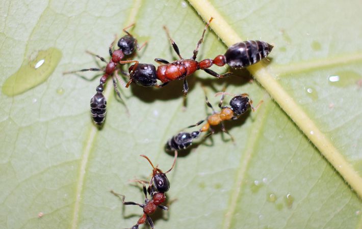 一折蚂蚁摄影_红黑细长蚁tertapone rarufonigra 异宠物蚂蚁蚁后群