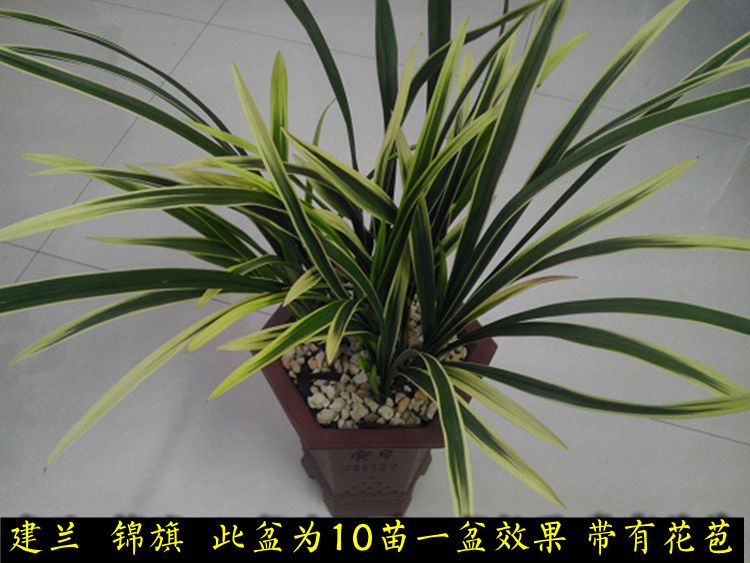 建兰名品 锦旗 精品四季兰花苗 夏带浓香花苞出售 好养花卉绿植盆