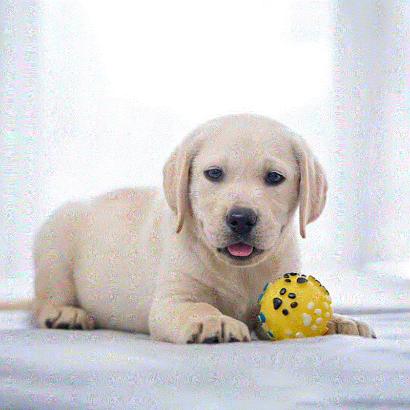 宠物狗 小型犬 活体 拉布拉多大额优惠券