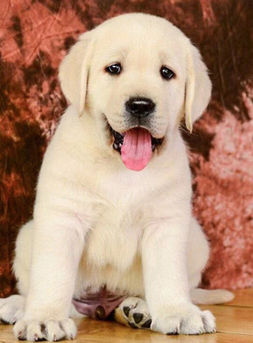 无偿领养大骨架拉布拉多幼犬大型犬