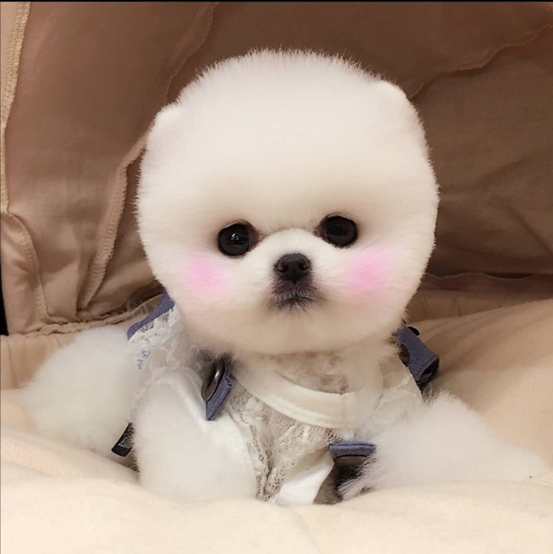 无偿领养纯种博美幼犬活体长不大茶杯袖珍迷你俊介犬超小型宠物狗