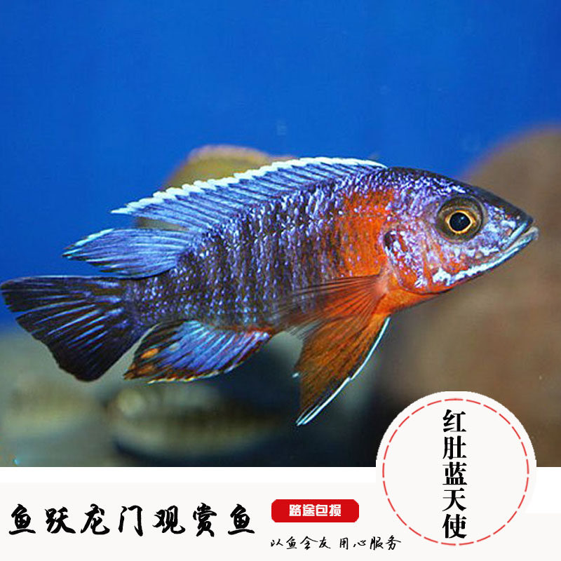 三湖鱼品牌精品汇聚_价格大全 pc版 第29页-最宠网