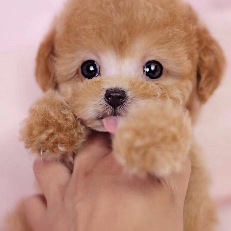 超小型_纯种泰迪犬幼犬活体宠物狗狗真狗茶杯泰迪幼犬超小型红白烟