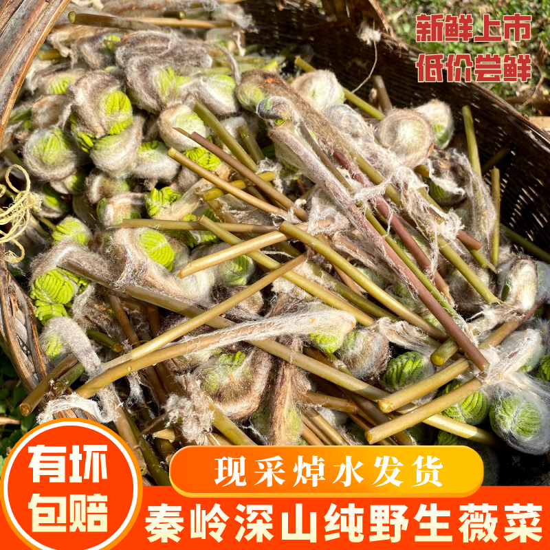 野生薇菜新鲜山野菜广东苔5斤装秦岭特产优质东北牛毛广月亮苔