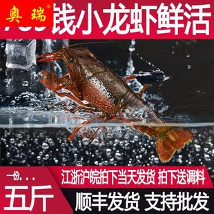 789钱五斤鲜活 小龙虾活虾特大清水新鲜龙虾淡水海鲜生鲜水产免洗