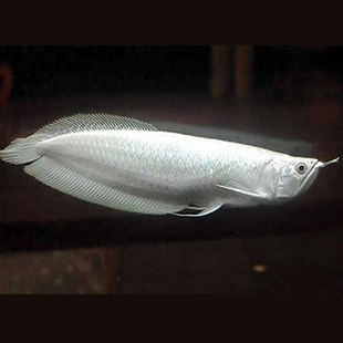 银龙鱼活鱼练手龙鱼观赏鱼活体中大型金龙鱼幼苗热带中型鱼苗招财