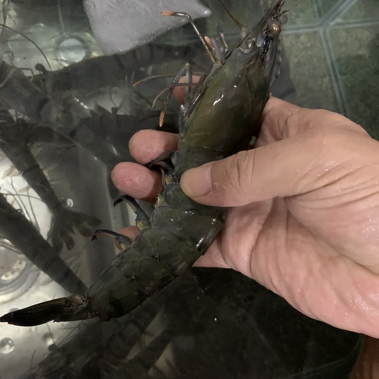 国产海捕超大黑虎虾2000g约50只巨型海虾鲜活急冻涠洲岛海鲜包邮