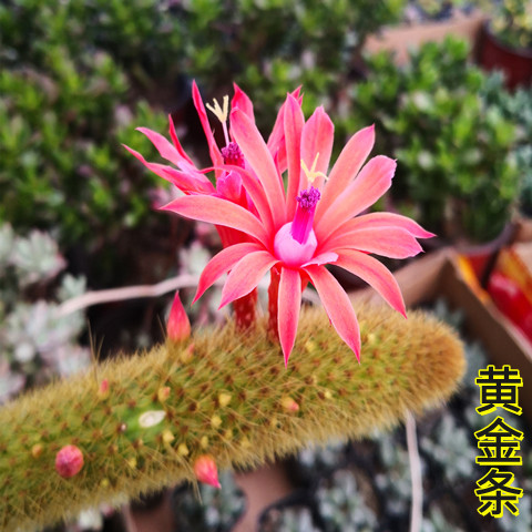 多肉植物黄金钮黄金条猴尾柱仙人指开花仙人球肉肉花仙人掌小盆栽