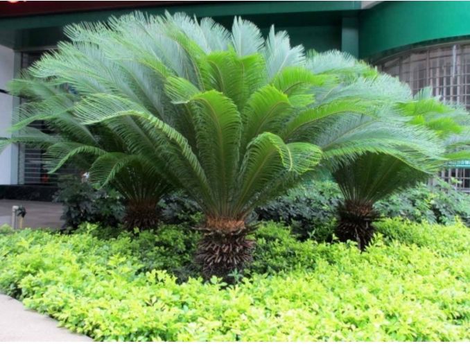 大型室外盆栽花卉铁树盆景室内客厅会议室办公室绿植开业乔迁包邮