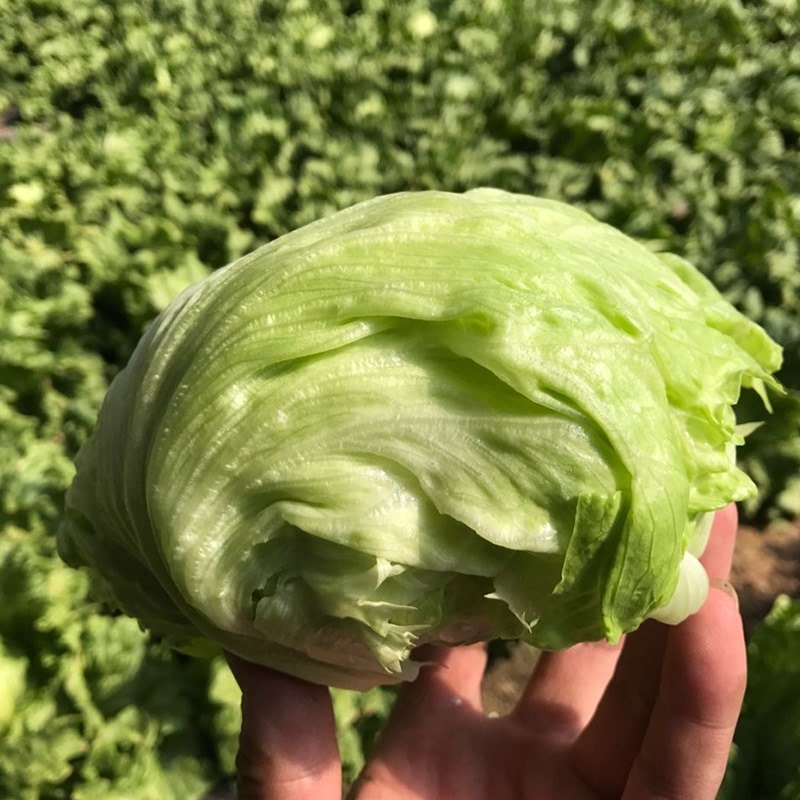 球生菜圆生菜西生菜沙拉菜密云新鲜蔬菜大叶生菜团菜叶子400g