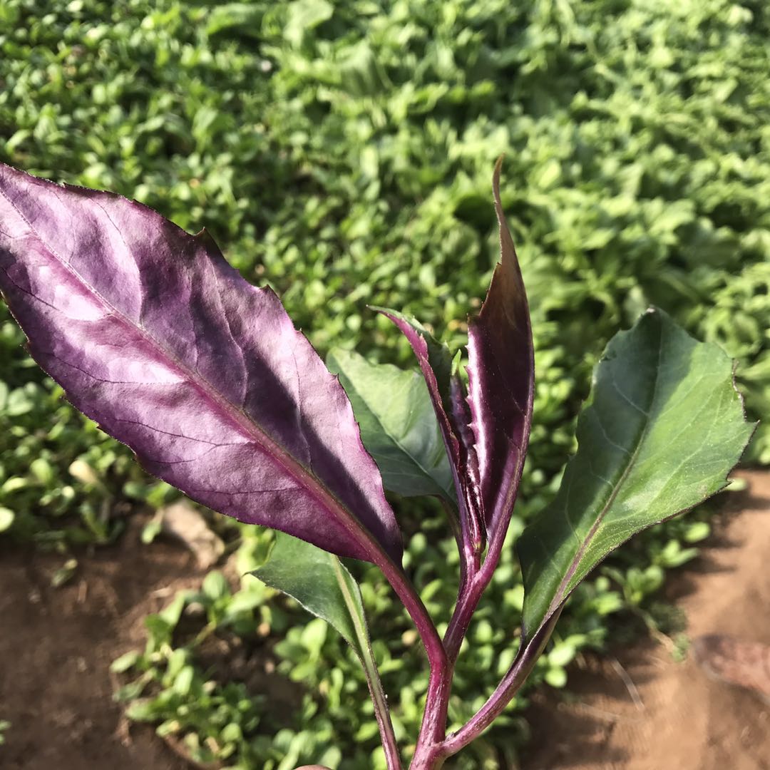 新鲜蔬菜 紫背天葵红天葵红叶龙虎叶一叶红密云农家菜