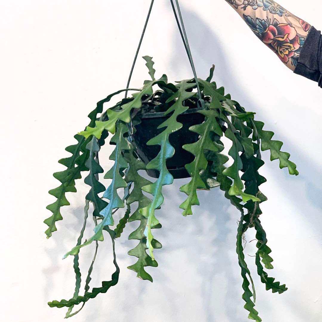 花与花器 鱼骨令箭昙花disocactusanguliger室内垂吊兰绿植物盆栽