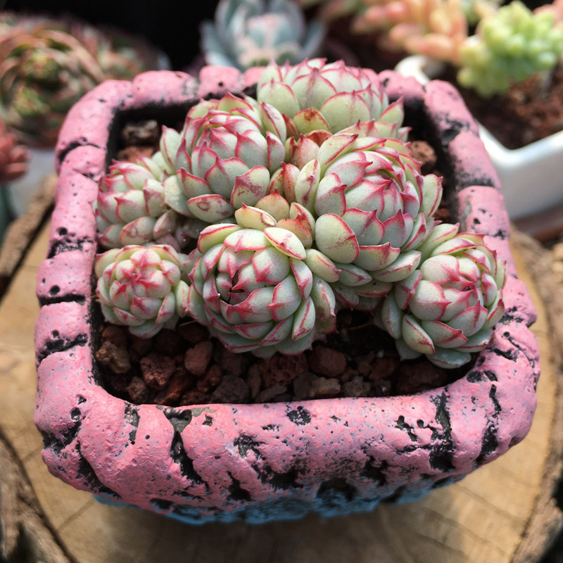 小红船多头群生多肉植物小红衣plus小红衣杂船长一物一拍肉肉植物