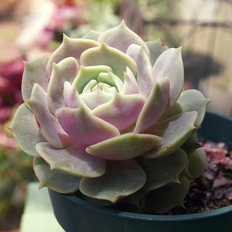 丽娜莲露娜莲露西娜菲欧娜暗冰多肉植物盆栽绿植花卉多肉组合