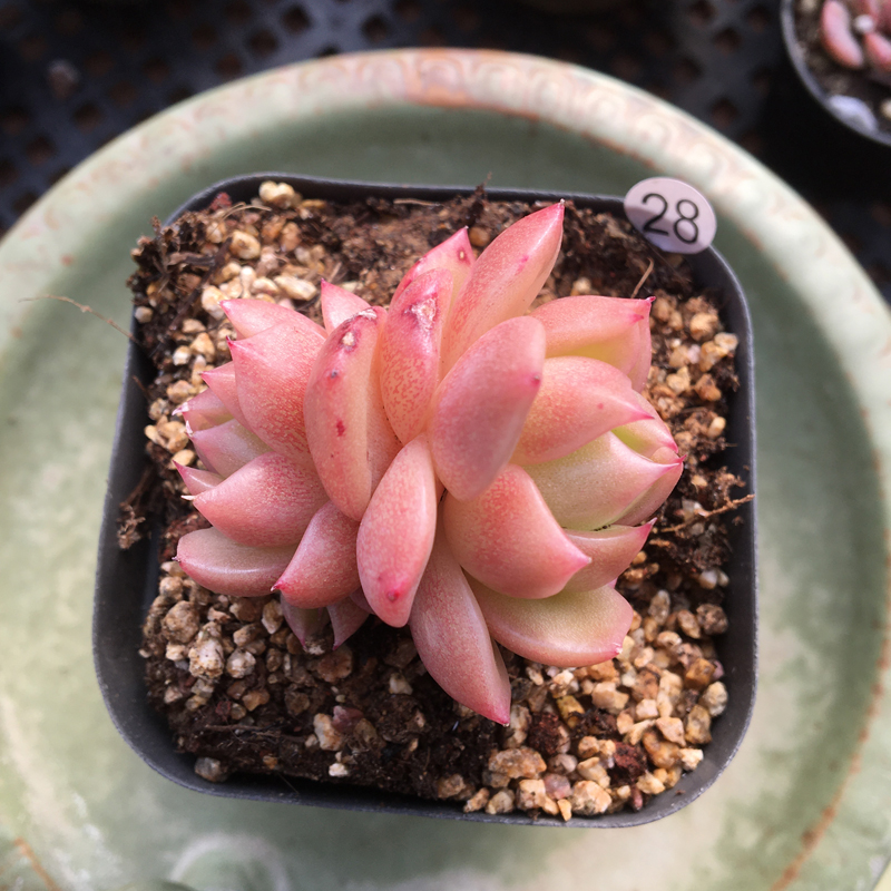 冰橙多肉植物 办公室阳台室内花卉盆栽 一物一拍室内多肉植物绿植