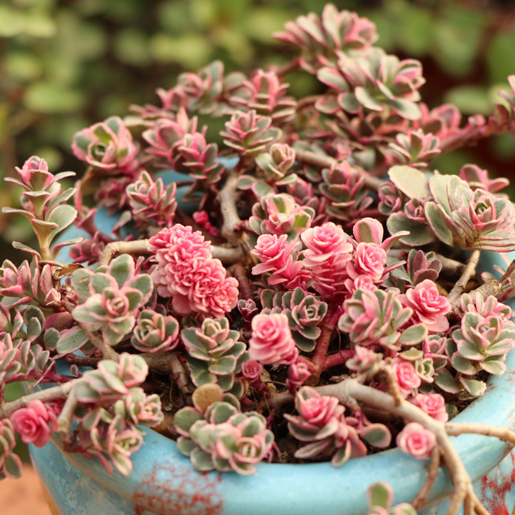 小球玫瑰锦一物一拍红色多肉植物盆栽护盆草系列血景天小球玫瑰