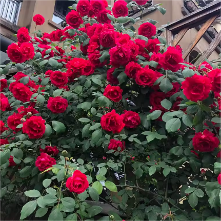 鲁硕红藤本月季花苗爬藤多花红蔷薇花卉四季开大花浓香植物抗病强