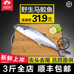 【贝壳爷爷】东海野生马鲛鱼500g/袋大鲅鱼新鲜野生深海鱼DH