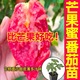 寿光沙瓤超甜红芒果蜜番茄苗秧带土球黄芒果蜜西红柿种子四季盆栽