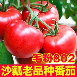 爆甜沙瓤毛粉802番茄苗秧种子大柿子西红柿四季盆栽带土球蔬菜苗