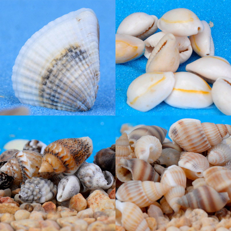 许愿瓶摆件贝壳装饰品海螺扇贝海星黄贝白米螺帆船灯塔船锚微景观