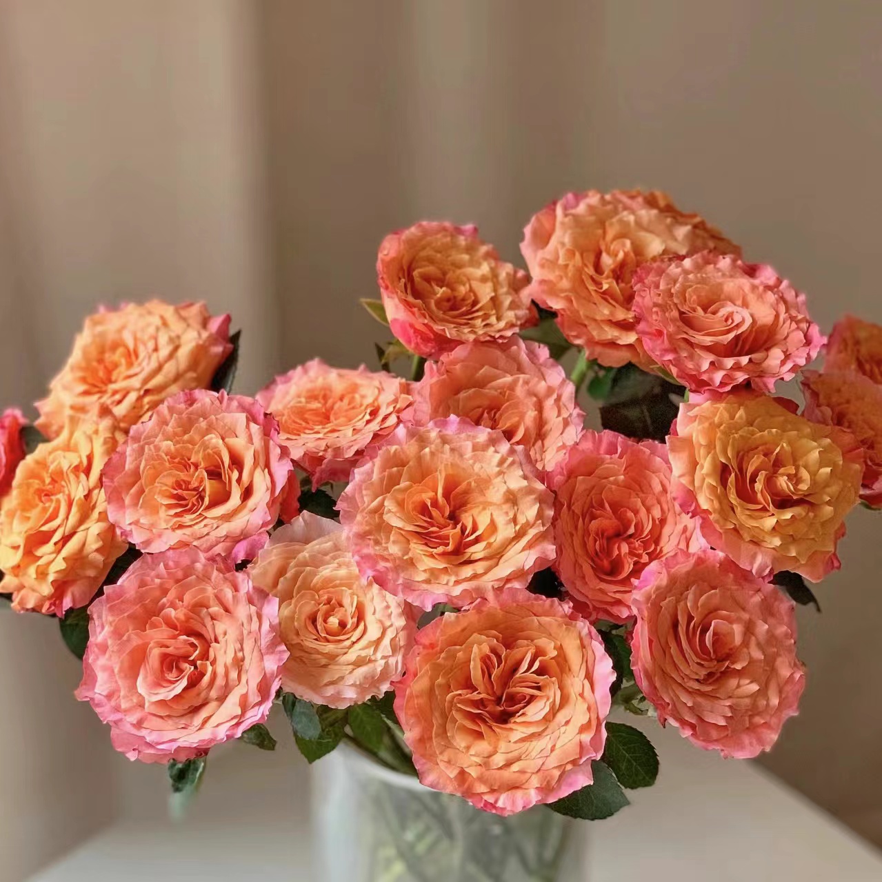 【单头火灵鸟玫瑰】高品质鲜切花室内水养云南鲜花基地直发