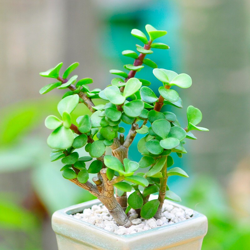 定一花木金枝玉叶多肉植物趣味植物桌面居家防辐射除甲醛奇趣植物