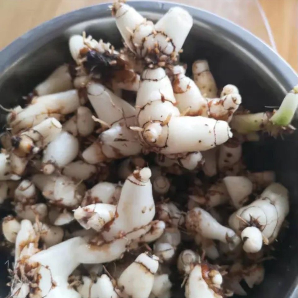 贵州省野生小白芨 新鲜高海拔中草药材野山白及药用百级250g包邮