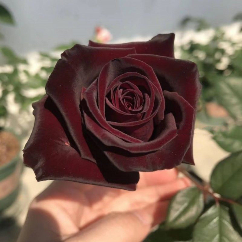 路易十四玫瑰苗四季开花老桩大花黑玫瑰花苗花卉阳台盆栽月季花苗