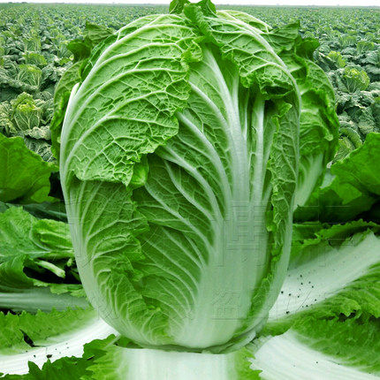 春秋大白菜种孑适合秋季种的植物冬季菜种籽南方菜籽种大全莱种子