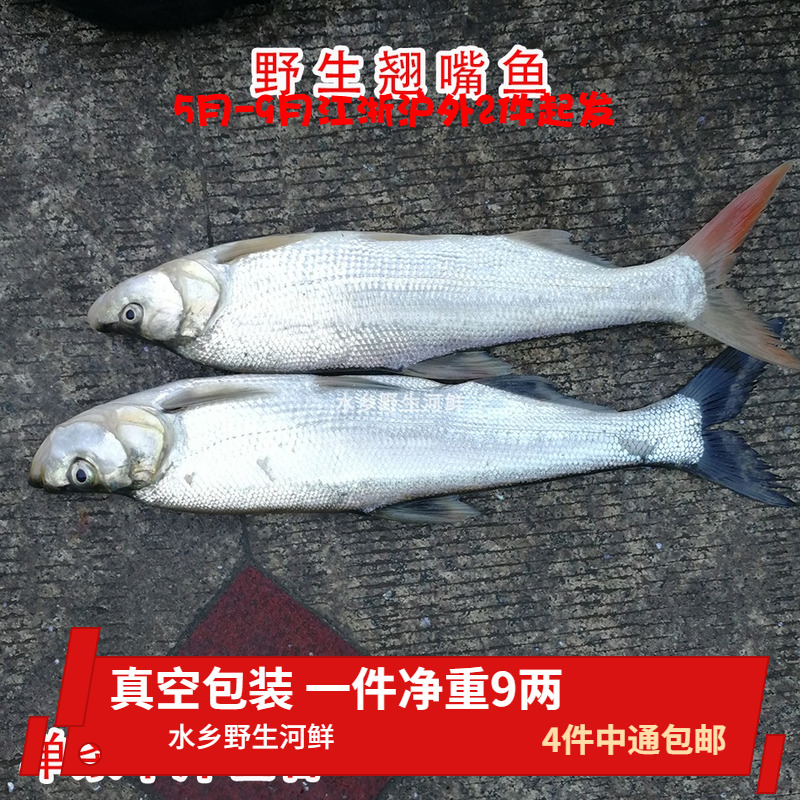 新鲜野生大白翘嘴子鱼白鱼鲌鱼现杀柳叶半斤淡水鱼类