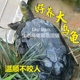 乌龟珍珠龟草龟大乌龟活物大个特大巨型乌龟吃菜龟适合家养的乌龟