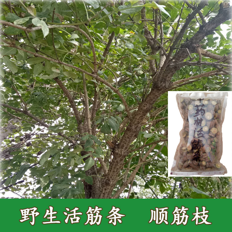 活筋条野生接骨木顺筋枝顺筋条舒筋条一份1000克包邮已售   ￥36.
