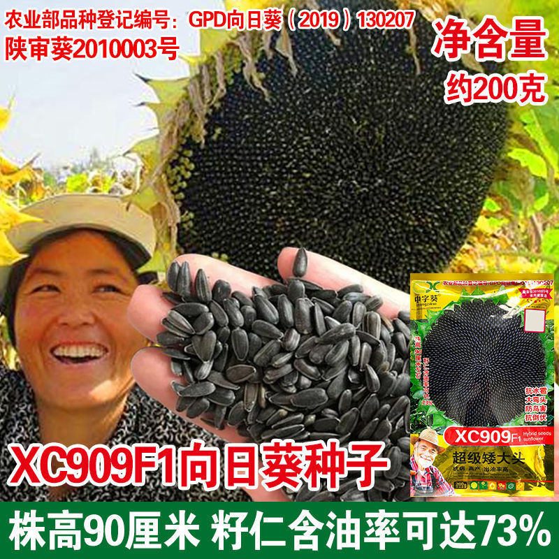 超级矮大头XC909油葵种子特大食用向日葵矮葵花种籽出油率高大盘