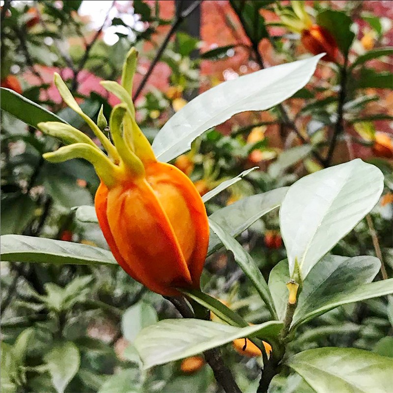 黄栀子种子 小栀子花 山栀花 白栀子花净籽