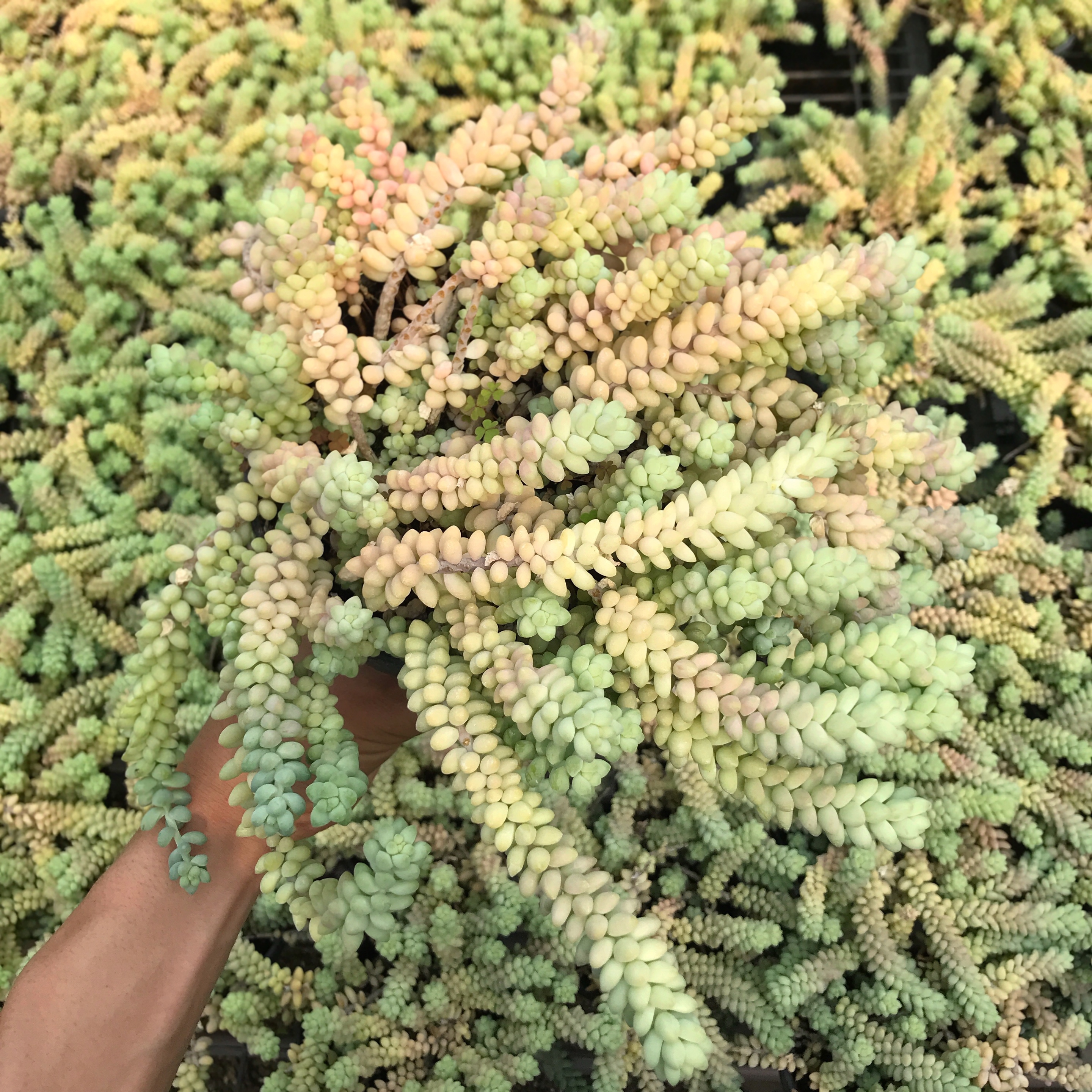 多肉故事馆多肉植物新玉缀超大盆带盆栽好爆盆萌肉新玉坠